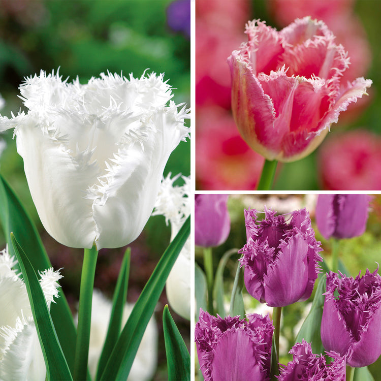 Tulip Fancy Frills Collection - 30 Bulbs