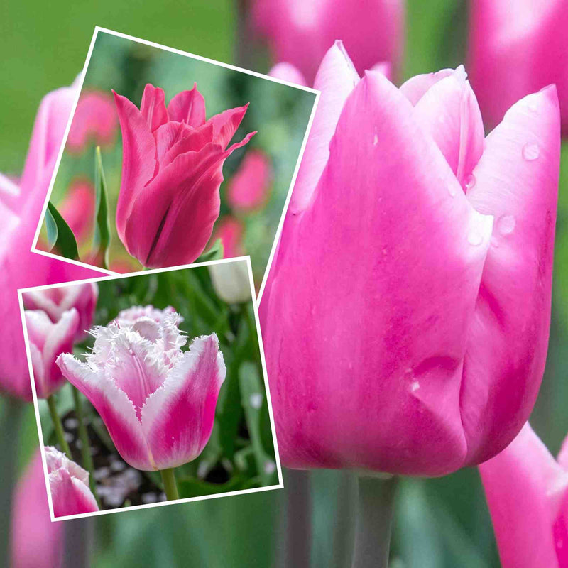 Tulip 'Pink Dream' Bulb Collection