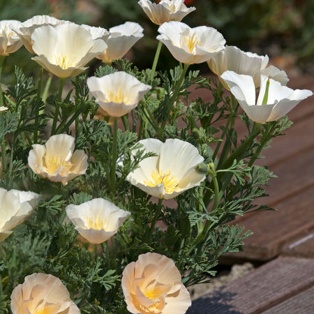 Californian Poppy Seeds 'Thai Silk Pink Champagne'