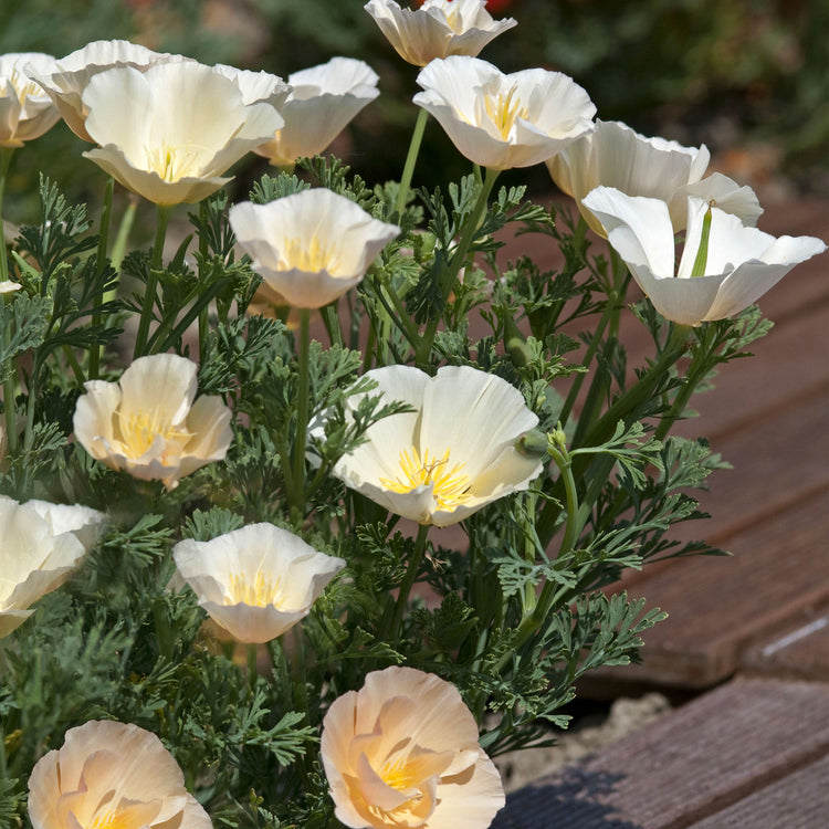 Californian Poppy Seeds 'Thai Silk Pink Champagne'