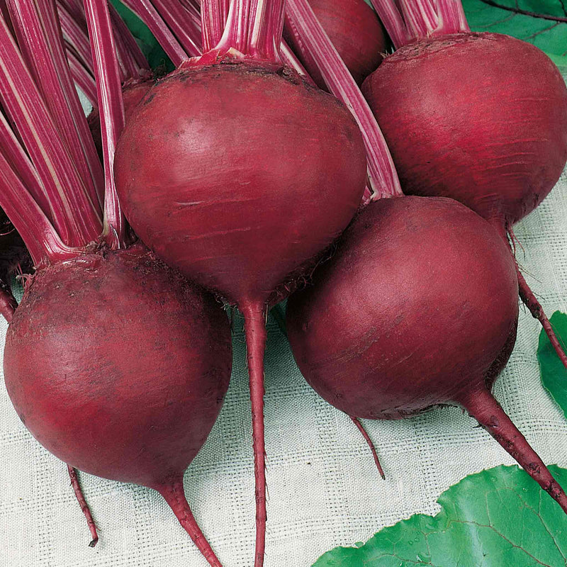 Beetroot Seeds 'Cardeal'