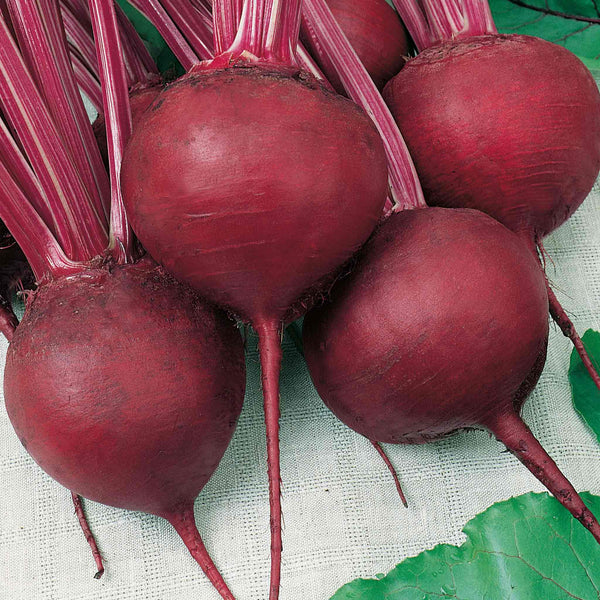 Beetroot Seeds 'Cardeal'