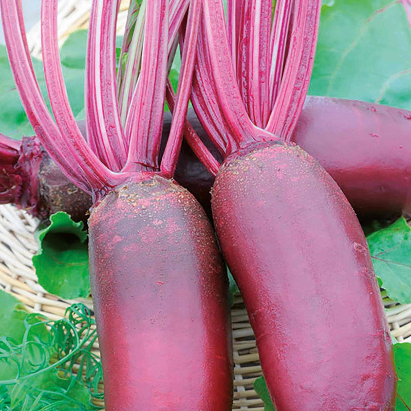 Beetroot Seeds 'Taunus' F1