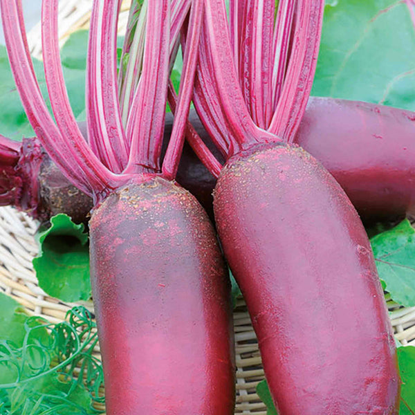 Beetroot Seeds 'Taunus' F1