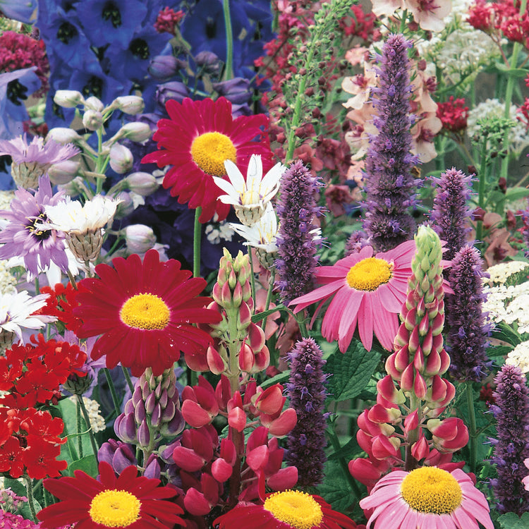 english cottage garden seed mix Border Perennials Classic Cottage Mixed