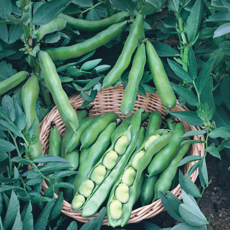 Broad Bean Seeds 'Bunyards Exhibition'