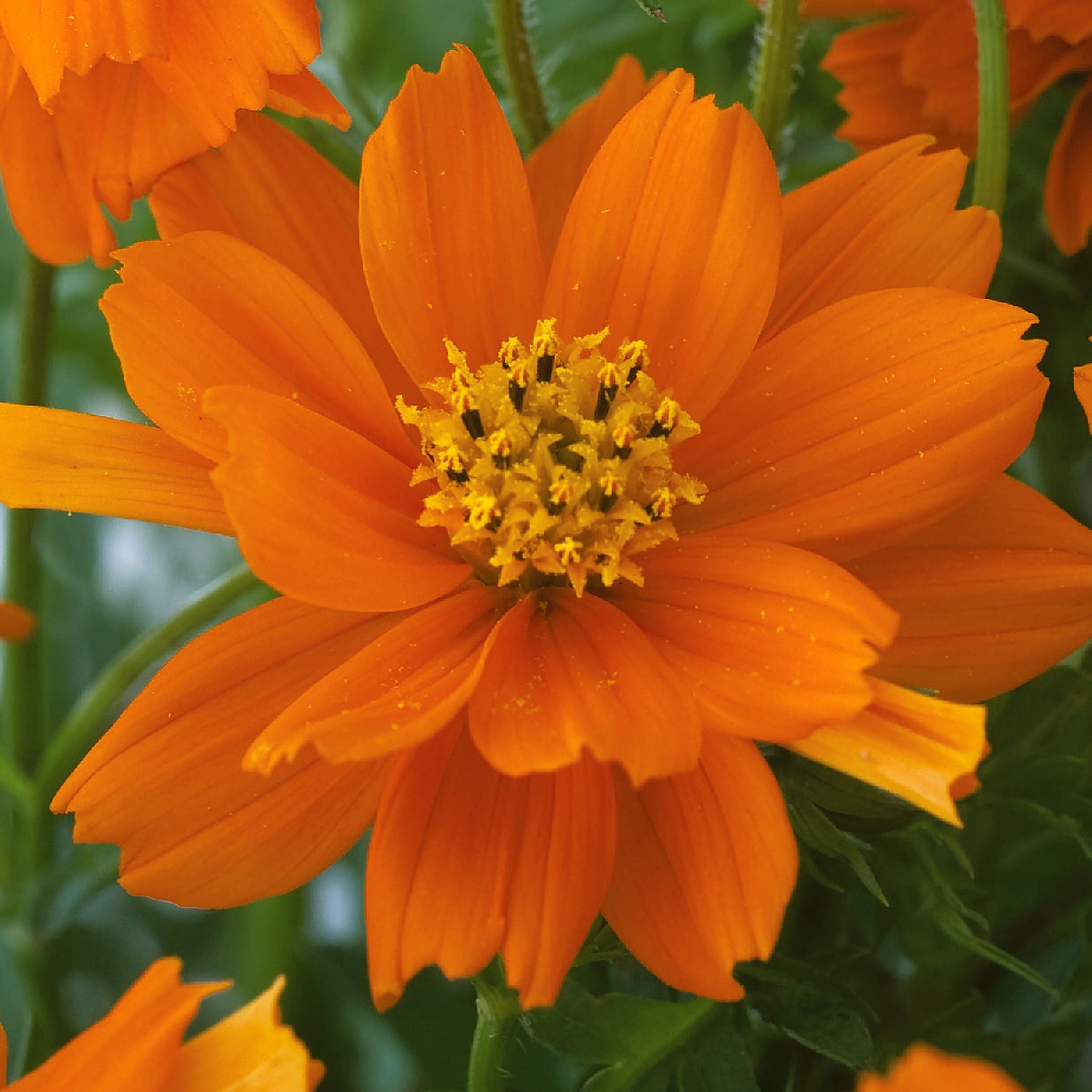 Coreopsis Rising Sun Coreopsis Seeds 'Double The Sun' | Marshalls Garden
