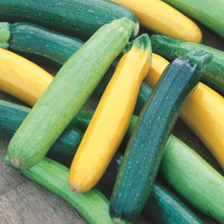 Courgette Seeds 'Tristar'