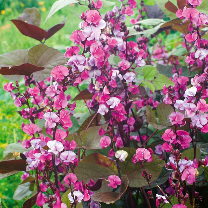 Dolichos Seeds 'Lablab'