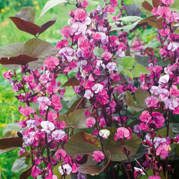 Dolichos Seeds 'Lablab'