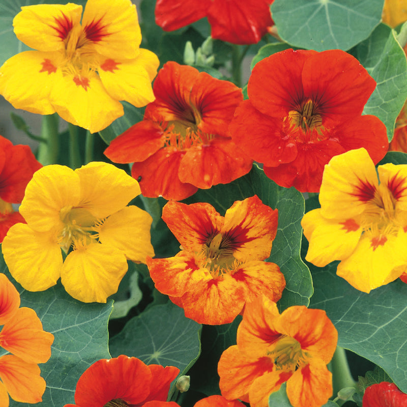 Nasturtium Seeds 'Jeepers Creepers'
