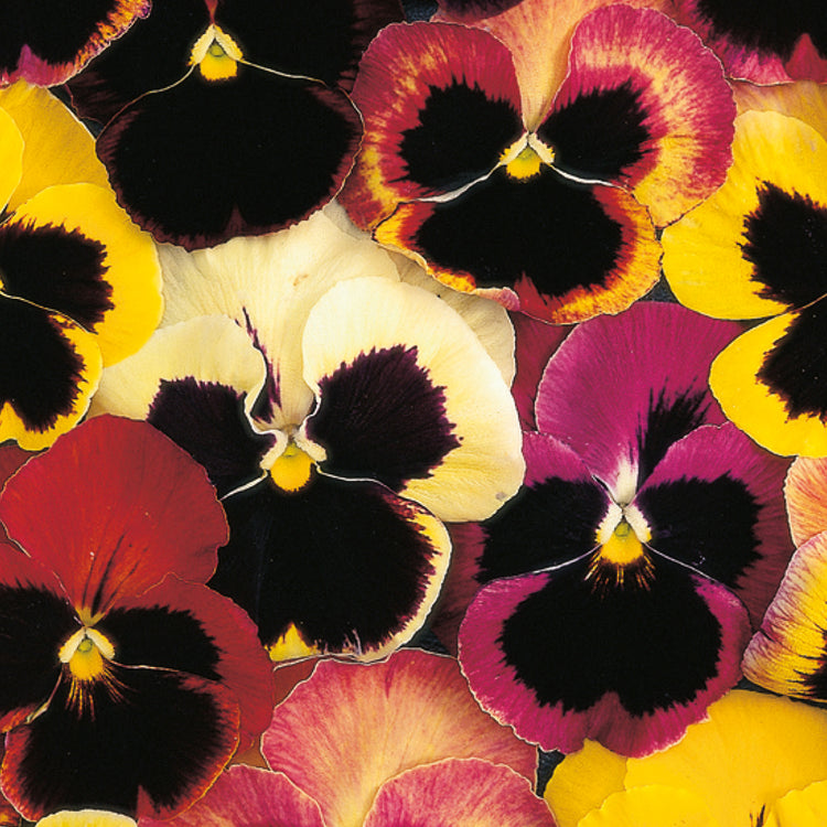 Pansy Seeds 'Happy Faces'