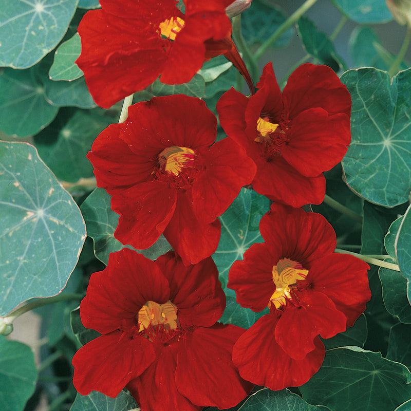 Nasturtium Seeds 'Crimson Emperor'