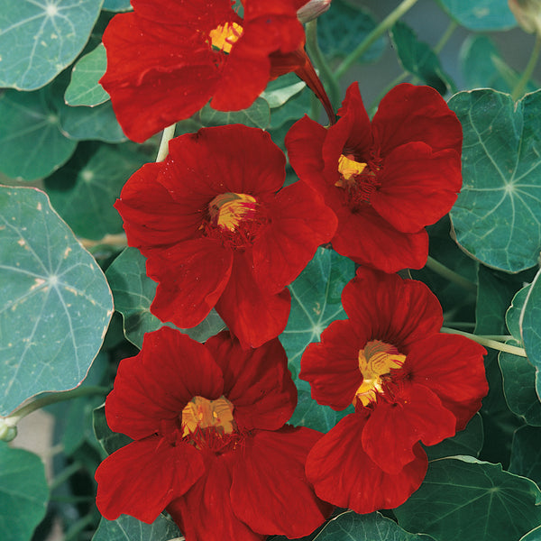 Nasturtium Seeds 'Crimson Emperor'