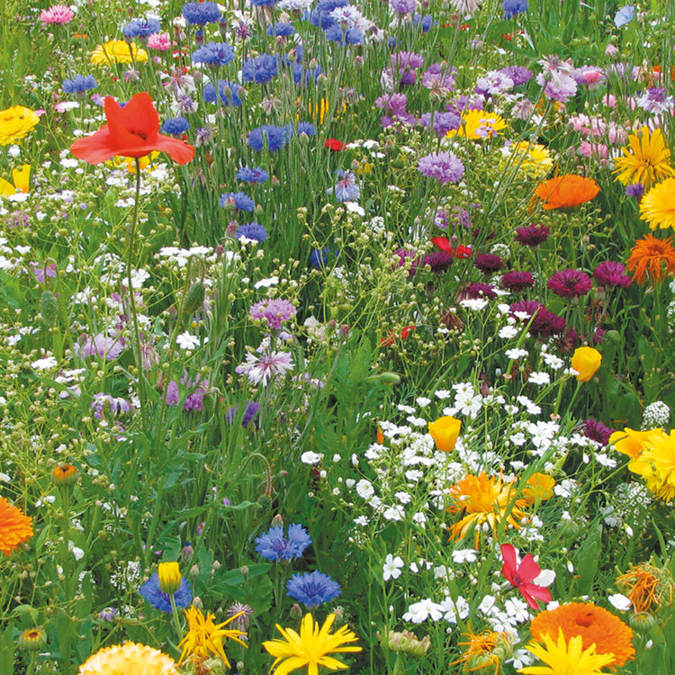 Summer Annuals Seeds 'Express Mix'