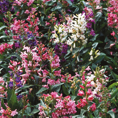 Penstemon Seeds 'Barbatus Mix '