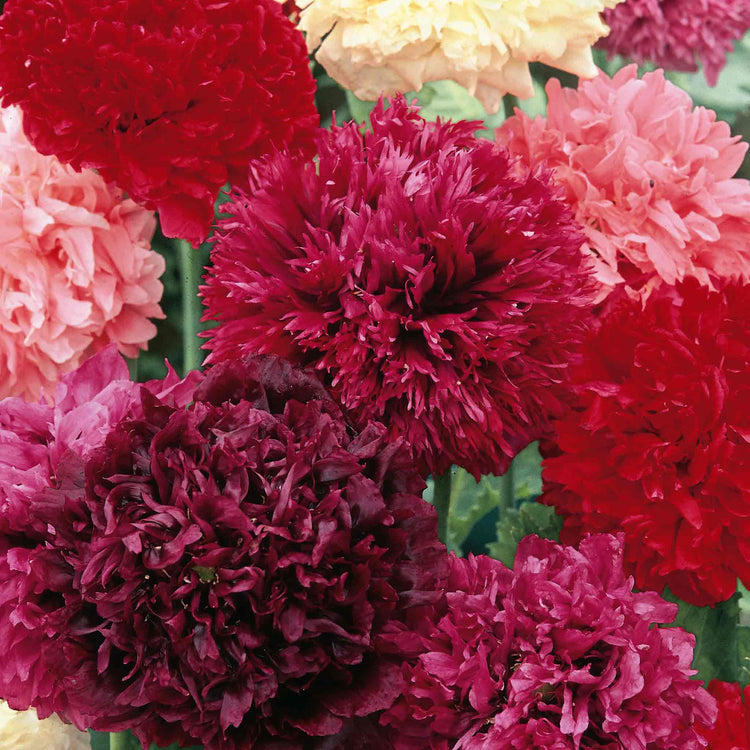 Poppy Seeds 'Summer Sorbets'