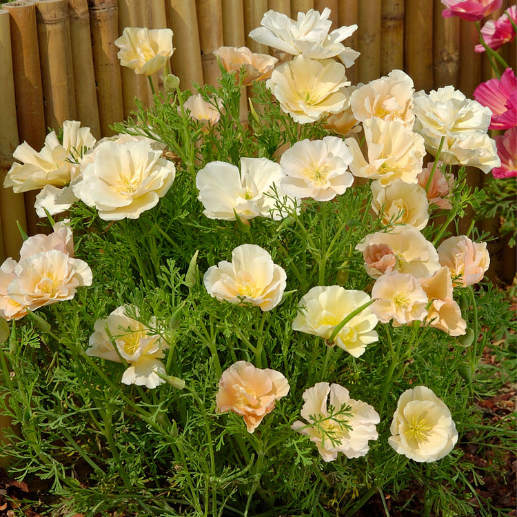 Californian Poppy Seeds 'Thai Silk Pink Champagne'