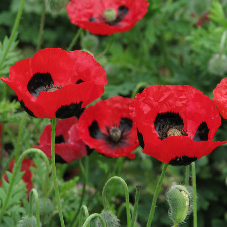 Unwins Autumn Flower Seed Collection – 5 Varieties