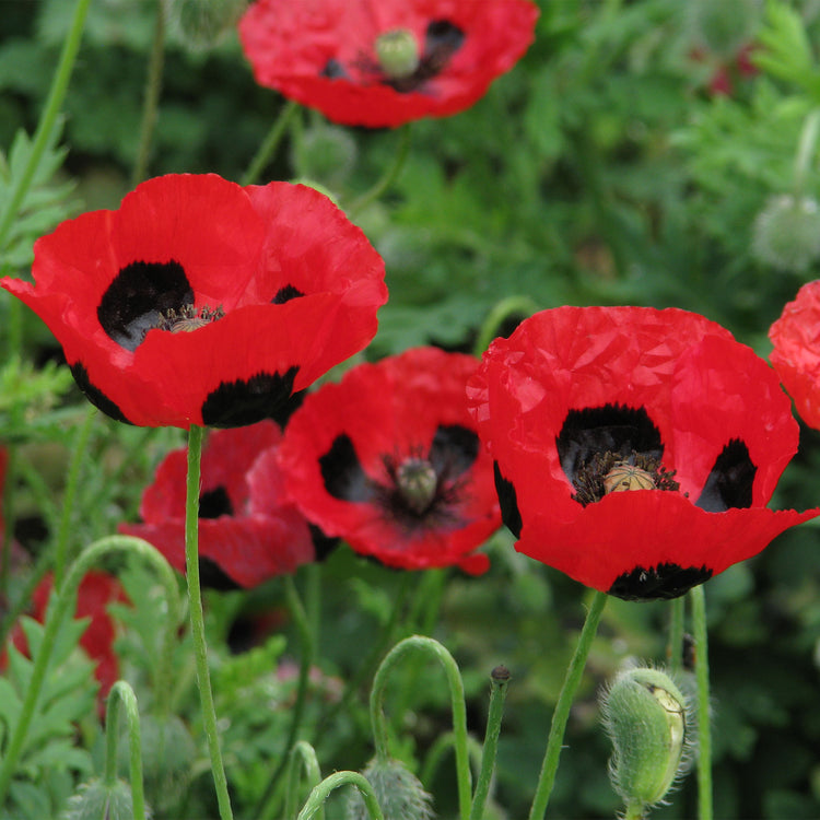 Poppy Seeds 'Ladybird'