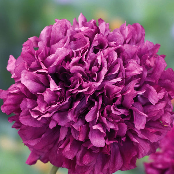 Poppy Seeds 'Purple Peony'