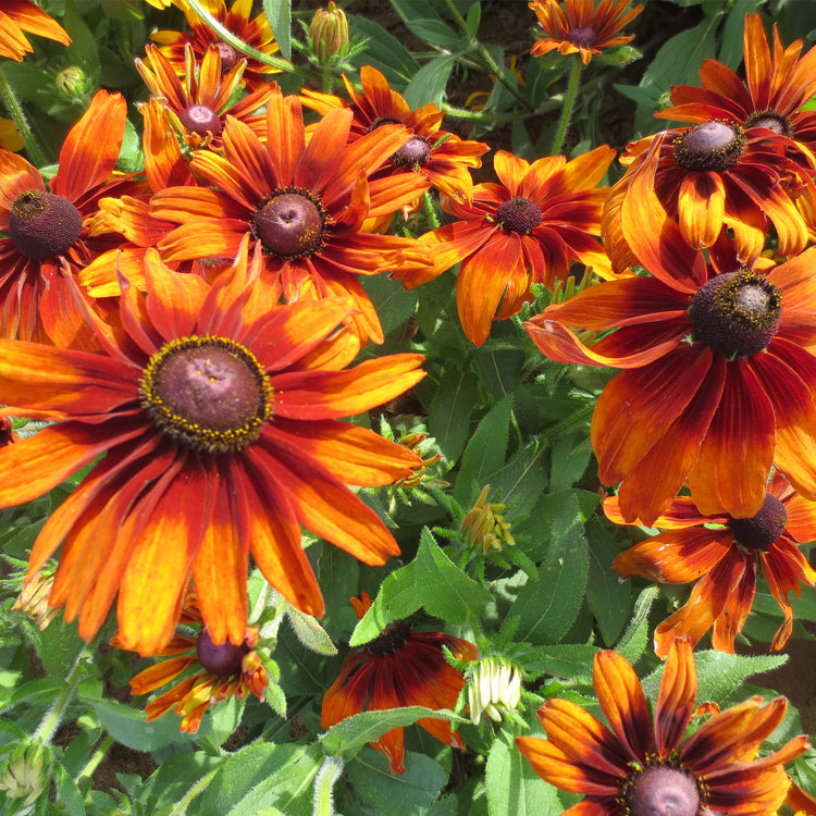 Rudbeckia Seeds 'Cappuccino'