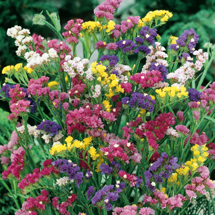 Statice Seeds 'Sea Lavender Mix'