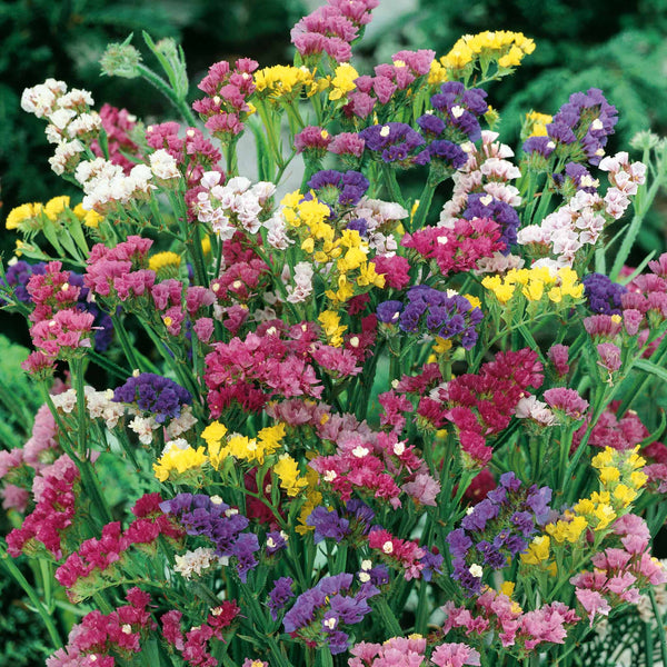 Statice Seeds 'Sea Lavender Mix'
