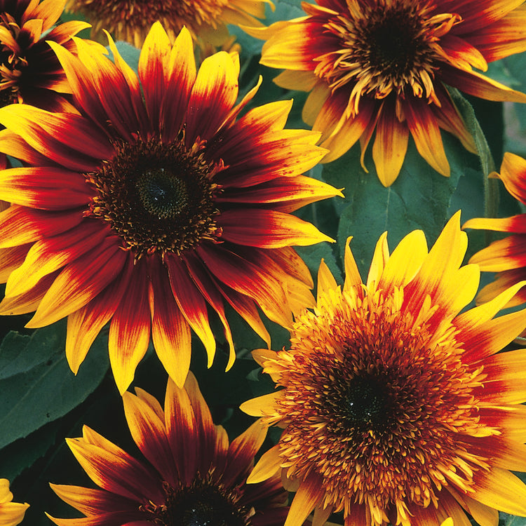 Sunflower Seeds 'Jammie Dodger'