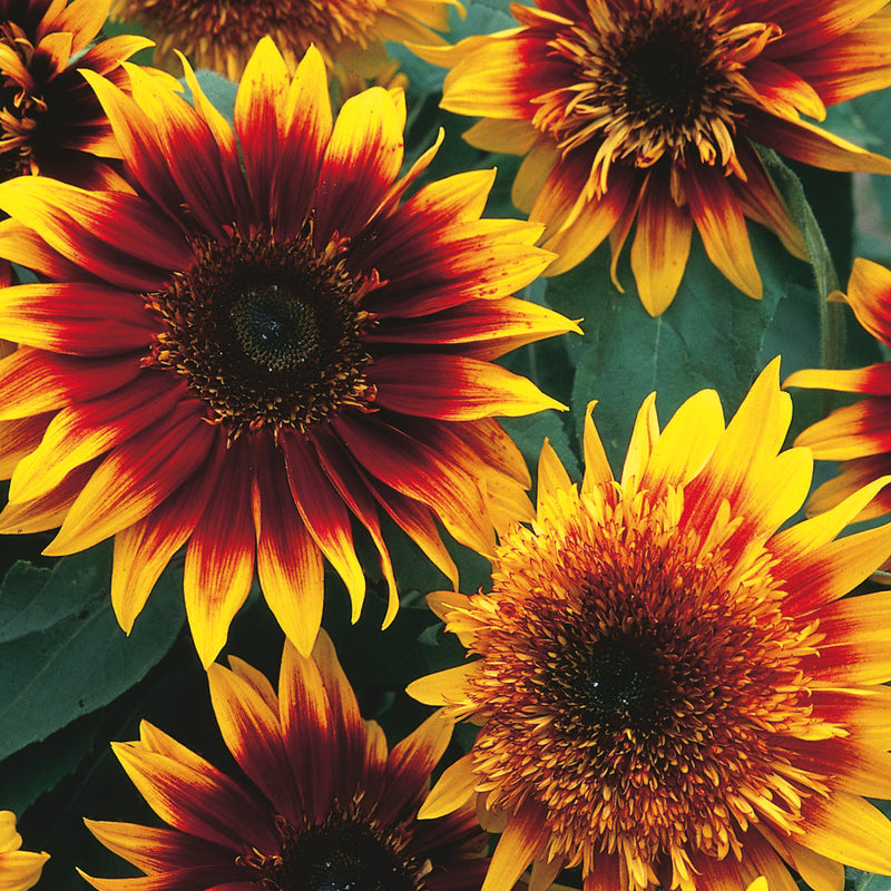 Sunflower Seeds 'Jammie Dodger'