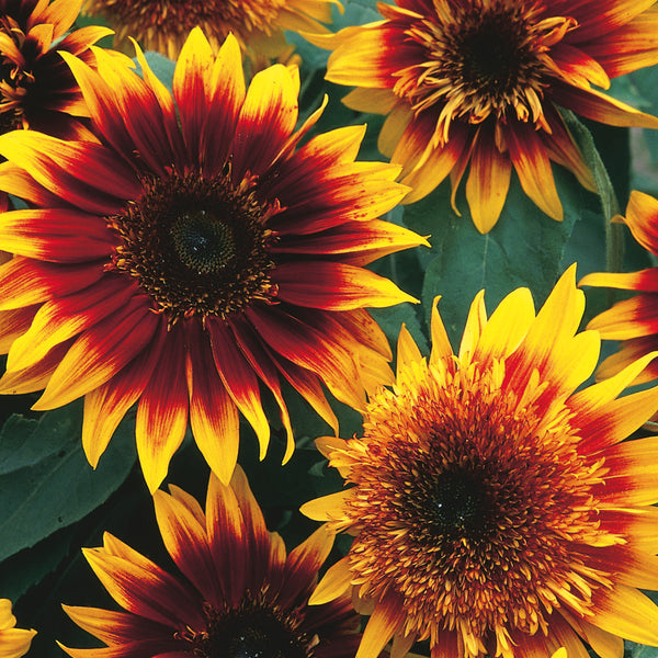 Sunflower Seeds 'Jammie Dodger'