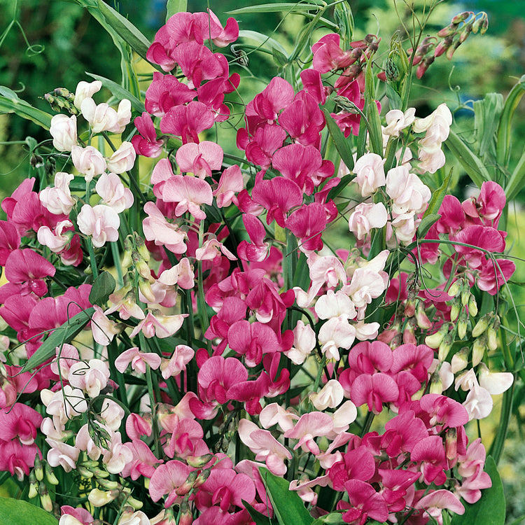 Sweet Pea Seeds 'Everlasting Mix'