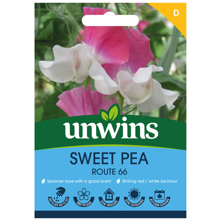 Sweet Pea Seeds 'Route 66'