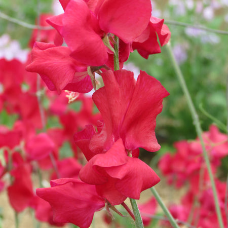 Sweet Pea Seeds 'Westminster'