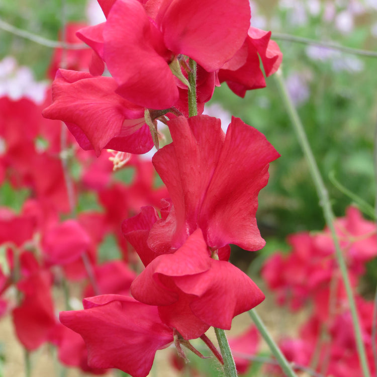 Sweet Pea Seeds 'Westminster'