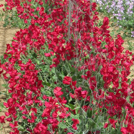 Sweet Pea Seeds 'Westminster'