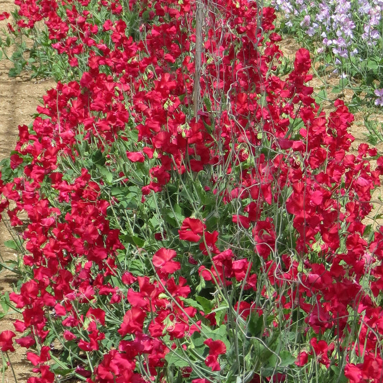 Sweet Pea Seeds 'Westminster'