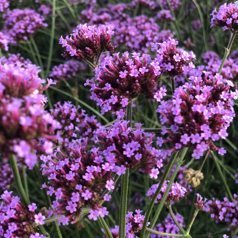 Verbena Plant 'Bonariensis Aires'