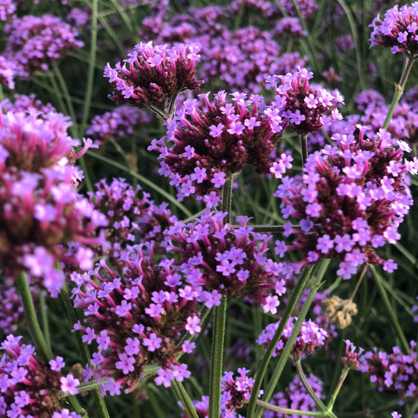 Verbena Plant 'Bonariensis Aires'