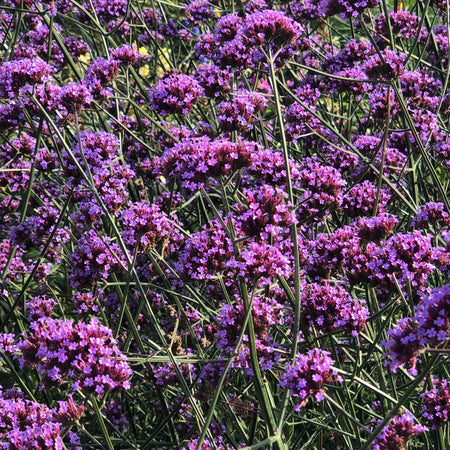 Verbena Plant 'Bonariensis Aires'