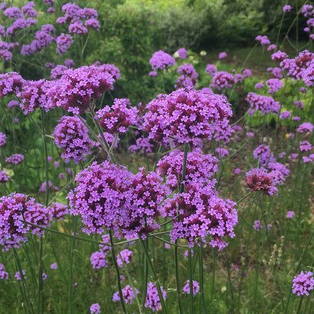 Verbena Plant 'Bonariensis Aires'