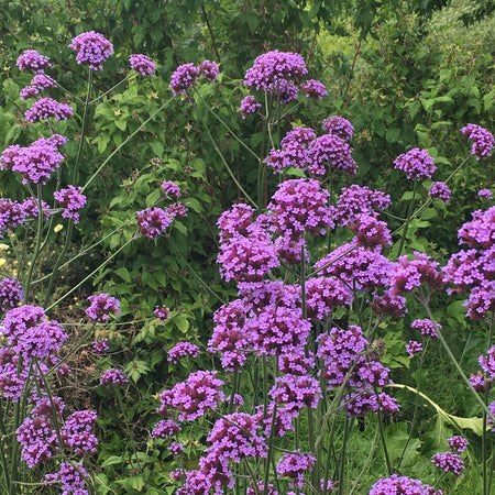 Verbena Plant 'Bonariensis Aires'