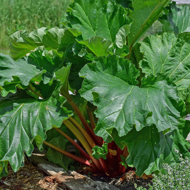 Rhubarb Plant 'Victoria'