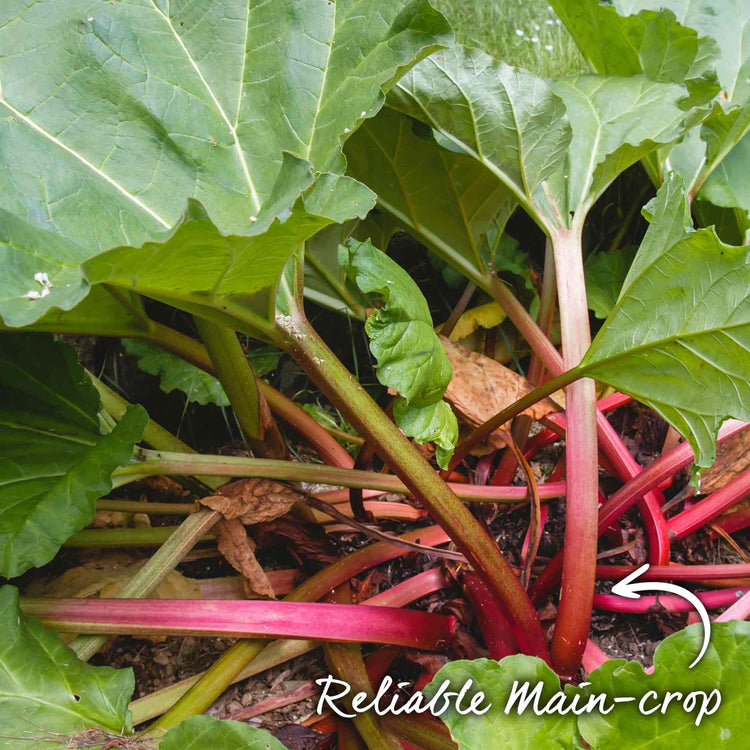 Rhubarb Plant 'Victoria'