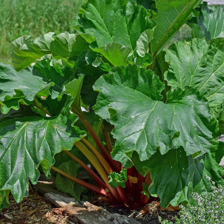 Rhubarb Plant Collection