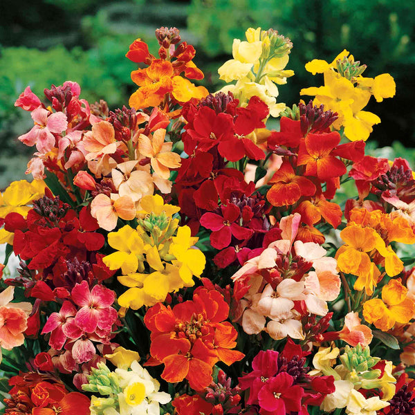 Wallflower Plant 'Tall Mixed Bare Root'