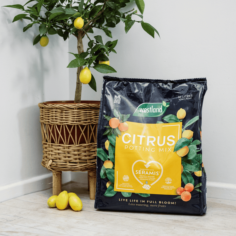 Westland Citrus Potting Compost