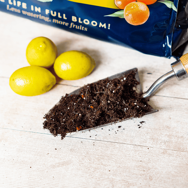 Westland Citrus Potting Compost