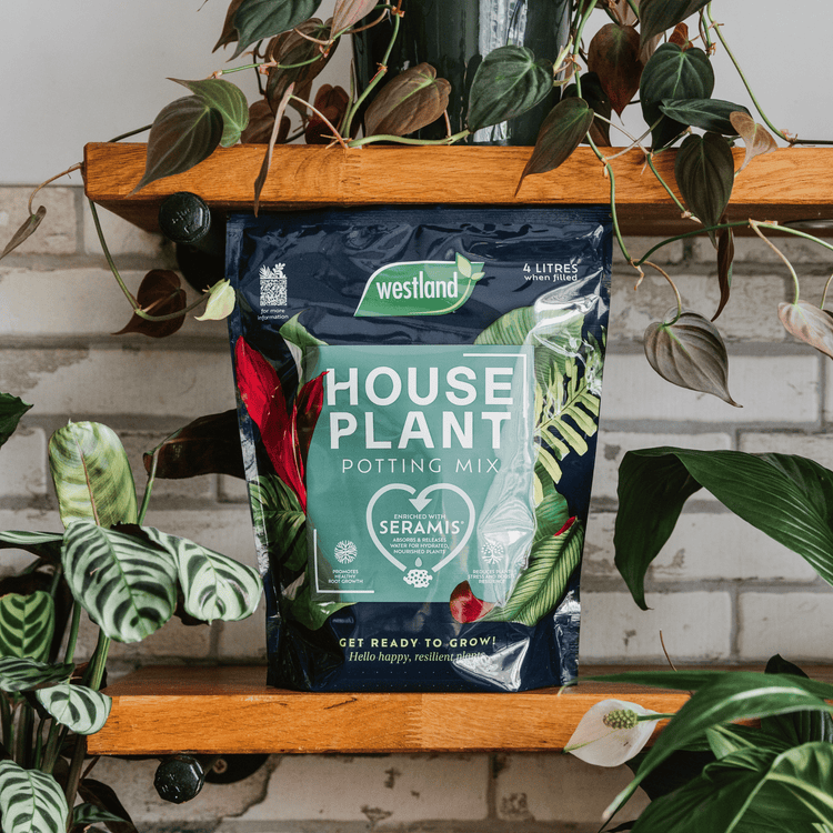 Westland Houseplant Peat Free Potting Mix