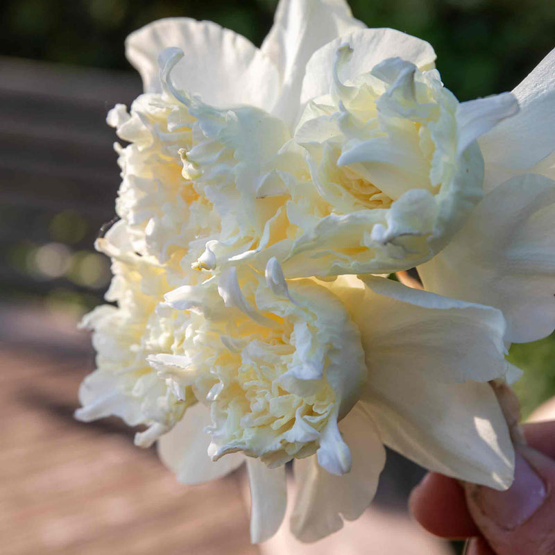 Daffodil Bulbs 'White Marvel'